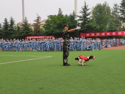 搜救犬训练表演